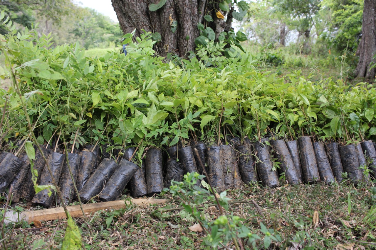 Reforesta2